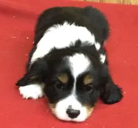 Micky, a male Cavalier King Charles Spaniel for sale in Clare, MI – Photo 2 of 7