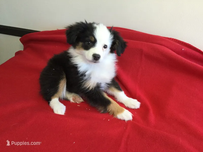 Sky – Miniature Australian Shepherd puppy for sale in Clare, MI