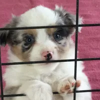 Barbie, a female Miniature Australian Shepherd for sale in Clare, MI – 3 of 9