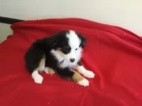 Sky, a female Miniature Australian Shepherd for sale in Clare, MI – 5 of 10