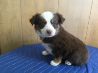 Ruthie, a female Miniature Australian Shepherd for sale in Clare, MI – 3 of 5