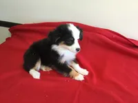 Sky, a female Miniature Australian Shepherd for sale in Clare, MI – 7 of 10