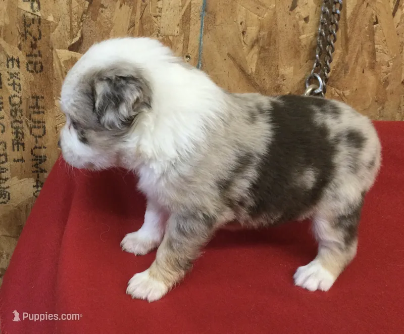 Jessica – Miniature Australian Shepherd puppy for sale in Clare, MI
