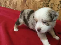 Jessica, a female Miniature Australian Shepherd for sale in Clare, MI – 4 of 8