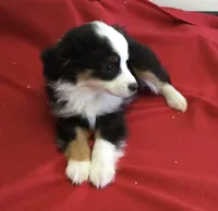 Sky, a female Miniature Australian Shepherd for sale in Clare, MI – 8 of 10