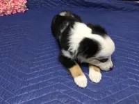 Jazzy, a female Miniature Australian Shepherd for sale in Clare, MI – 2 of 7