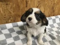 Maddy, a female Cavalier King Charles Spaniel for sale in Clare, MI – Photo 6 of 8