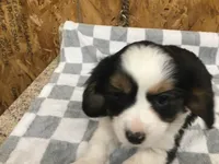 Maddy, a female Cavalier King Charles Spaniel for sale in Clare, MI – Photo 7 of 8