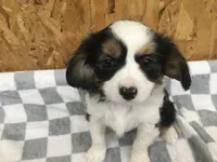 Maddy, a female Cavalier King Charles Spaniel for sale in Clare, MI – Photo 8 of 8