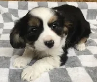 Maddy, a female Cavalier King Charles Spaniel for sale in Clare, MI – Photo 2 of 8