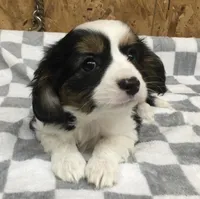 Maddy, a female Cavalier King Charles Spaniel for sale in Clare, MI – Photo 3 of 8