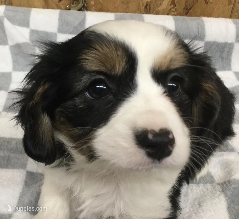 Maddy – Cavalier King Charles Spaniel puppy for sale in Clare, MI