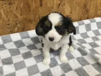 Maddy, a female Cavalier King Charles Spaniel for sale in Clare, MI – Photo 5 of 8