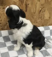 Maddy, a female Cavalier King Charles Spaniel for sale in Clare, MI – Photo 4 of 8