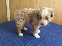 Romeo, a male Miniature Australian Shepherd for sale in Clare, MI – 7 of 8