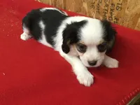 Tess, a female Cavapoo for sale in Clare, MI – 4 of 9