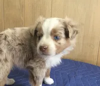 Romeo, a male Miniature Australian Shepherd for sale in Clare, MI – 2 of 8
