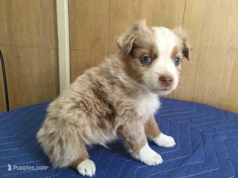Romeo, a male Miniature Australian Shepherd for sale in Clare, MI – 1 of 8