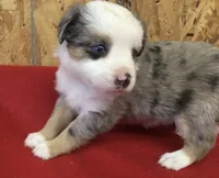 Jasmine, a female Miniature Australian Shepherd for sale in Clare, MI – 4 of 7