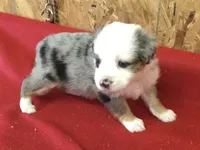 Jasmine, a female Miniature Australian Shepherd for sale in Clare, MI – 2 of 7