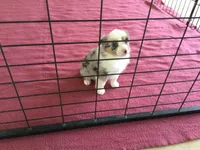 Barbie, a female Miniature Australian Shepherd for sale in Clare, MI – 5 of 9
