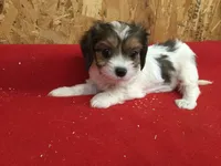 Tennessee, a male Cavapoo for sale in Clare, MI – 1 of 10