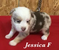 Jessica, a female Miniature Australian Shepherd for sale in Clare, MI – 5 of 8