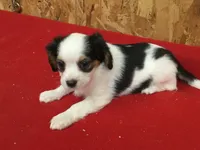 Tess, a female Cavapoo for sale in Clare, MI – 3 of 9