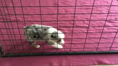 Barbie, a female Miniature Australian Shepherd for sale in Clare, MI – 8 of 9