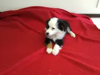 Sky, a female Miniature Australian Shepherd for sale in Clare, MI – 9 of 10