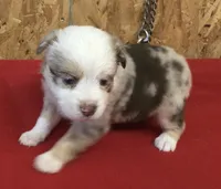 Jessica, a female Miniature Australian Shepherd for sale in Clare, MI – 2 of 8