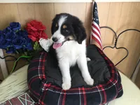 Happy, a male Australian Shepherd for sale in Clare, MI – 5 of 10