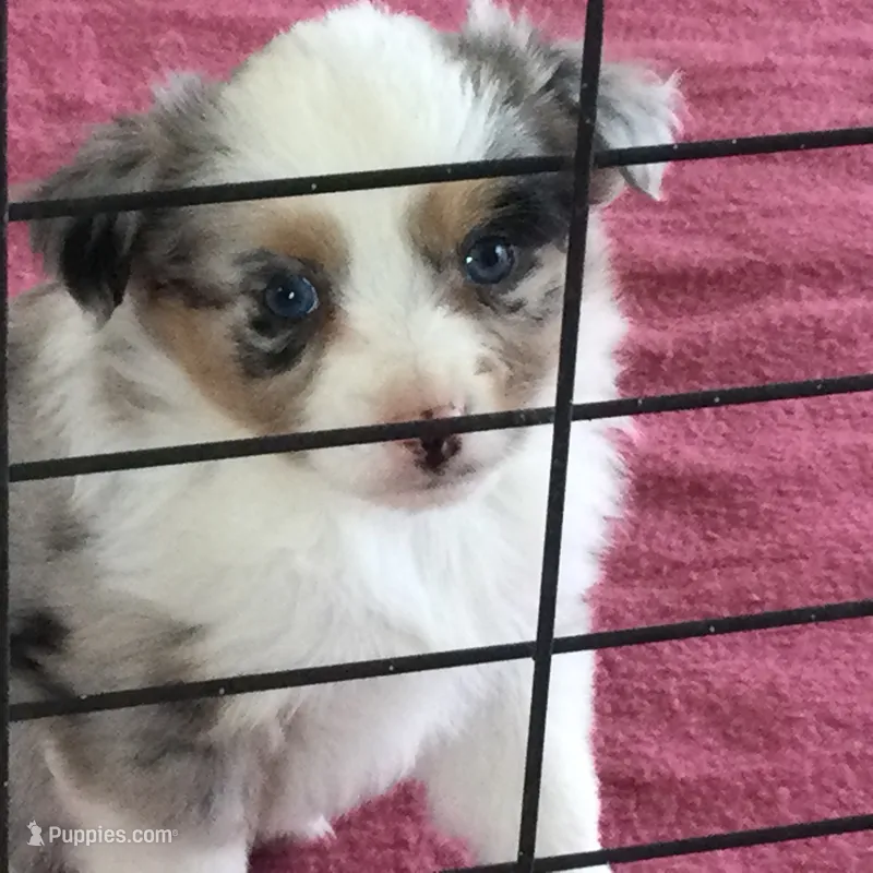 Barbie, a female Miniature Australian Shepherd for sale in Clare, MI – 1 of 9