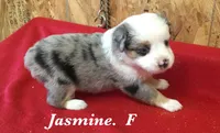 Jasmine, a female Miniature Australian Shepherd for sale in Clare, MI – 5 of 7