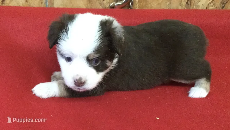 Jock – Miniature Australian Shepherd puppy for sale in Clare, MI
