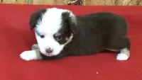 Jock, a male Miniature Australian Shepherd for sale in Clare, MI – 1 of 8