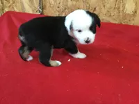Jock, a male Miniature Australian Shepherd for sale in Clare, MI – 5 of 8