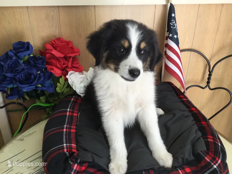 Happy – Australian Shepherd puppy for sale in Clare, MI