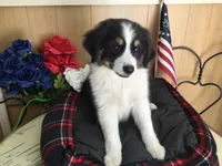 Happy, a male Australian Shepherd for sale in Clare, MI – 1 of 10