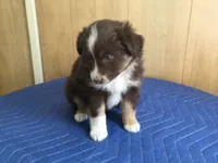 Rudty, a male Miniature Australian Shepherd for sale in Clare, MI – 2 of 6