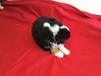 Sky’s Toy Female, a female Miniature Australian Shepherd for sale in Clare, MI – 2 of 8