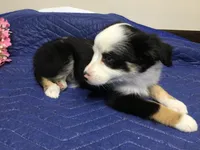 Jazzy, a female Miniature Australian Shepherd for sale in Clare, MI – 6 of 7