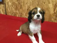 Tennessee, a male Cavapoo for sale in Clare, MI – 6 of 10
