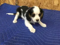 Tilly, a female Cavapoo for sale in Clare, MI – 6 of 9