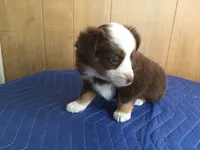 Ruthie, a female Miniature Australian Shepherd for sale in Clare, MI – 2 of 5