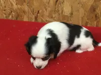 Tess, a female Cavapoo for sale in Clare, MI – 9 of 9