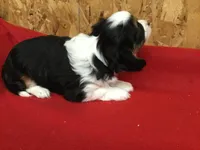 Misty, a female Cavalier King Charles Spaniel for sale in Clare, MI – Photo 7 of 8