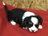 Misty, a female Cavalier King Charles Spaniel for sale in Clare, MI – Photo 3 of 8