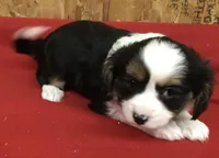 Misty, a female Cavalier King Charles Spaniel for sale in Clare, MI – Photo 1 of 8