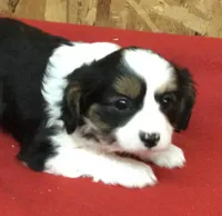 Misty, a female Cavalier King Charles Spaniel for sale in Clare, MI – Photo 2 of 8